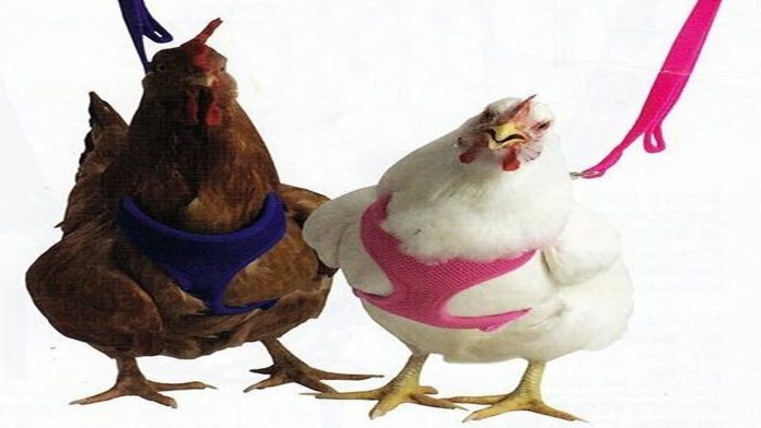 Casual; Amazon vende arnés para pasear a tu gallina