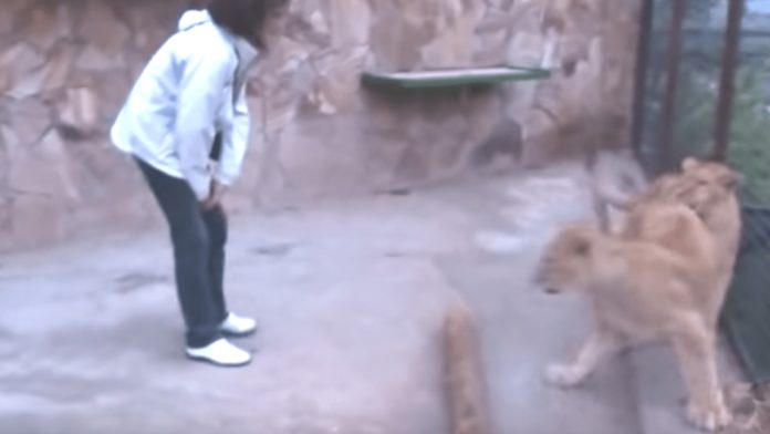 Video: Mujeres entran a jaula de los leones
