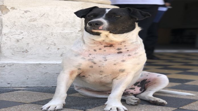 Blanqui, el perrito estafador que engañó a toda la Facultad de Derecho