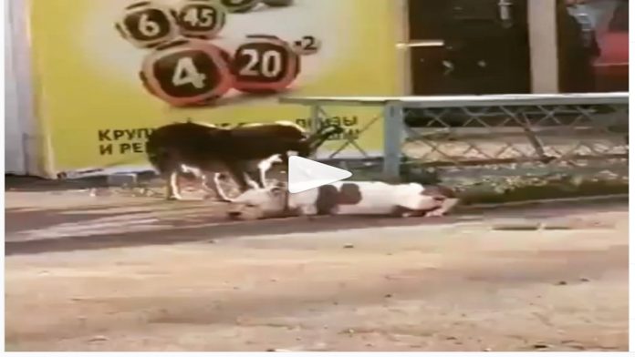 Video: Perrito desata a un pitbull amarrado y lo lleva de paseo
