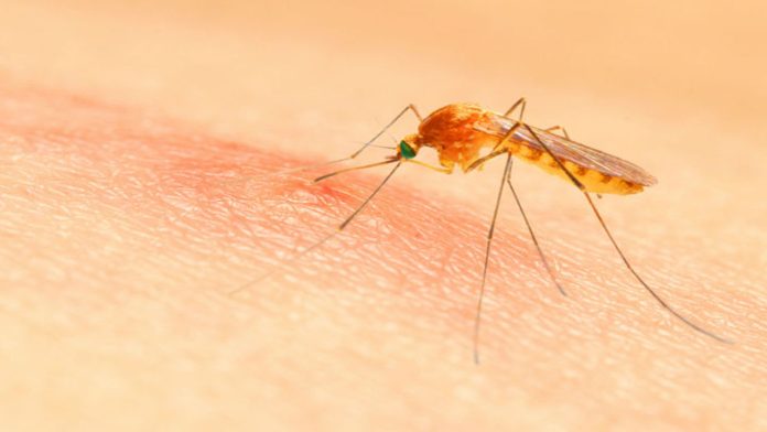 Detectan virus mortal trasmitido por mosquitos