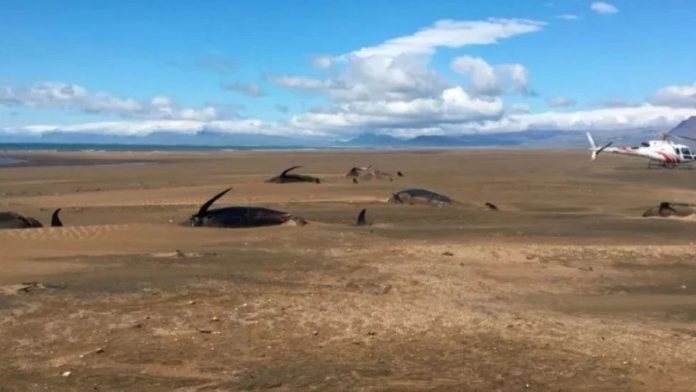 Encuentran 50 ballenas muertas en Islandia