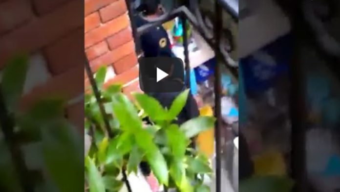 Video: Policías irrumpen en una vecindad; hay tres heridos y un perrito muerto
