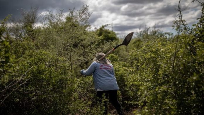 Asesinan en Michoacán activista que se dedicaba a buscar desaparecidos