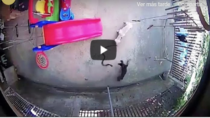 Video: Perritos pelean contra cobra para salvar a bebé; uno fallece y otro queda ciego