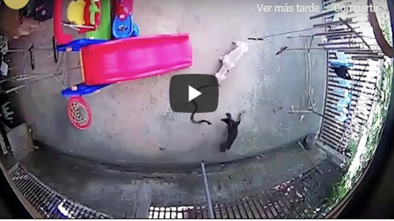 Video: Perritos pelean contra cobra para salvar a bebé; uno fallece y otro queda ciego Video: Perritos pelean contra cobra para salvar a bebé; uno fallece y otro queda ciego