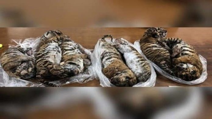 Encuentran siete tigres “bebés” congelados dentro de un auto