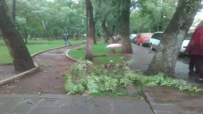 Ramas caídas ponen en riesgo la integridad de los peatones
