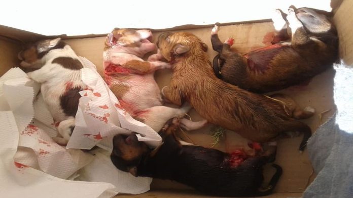 Denuncian matanza de perritos en Santa Ana Maya