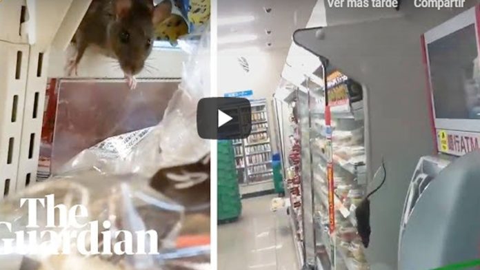 Video: Captan ratas en la comida de un supermercado