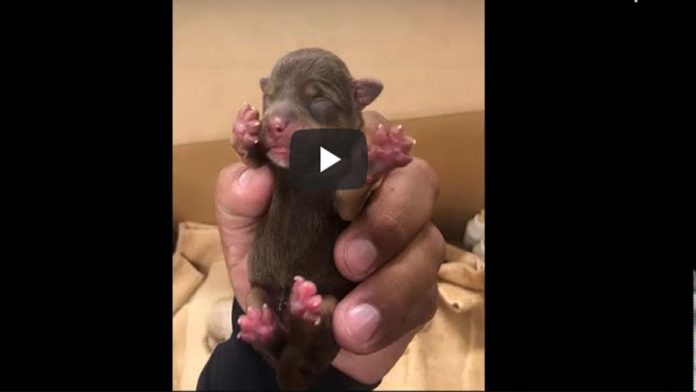 Video: Mujer que tiró perritos a la basura irá a prisión