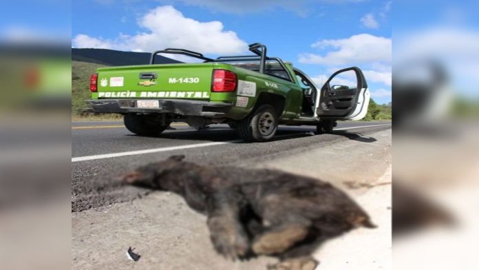 Atropellan a oso negro en Coahuila