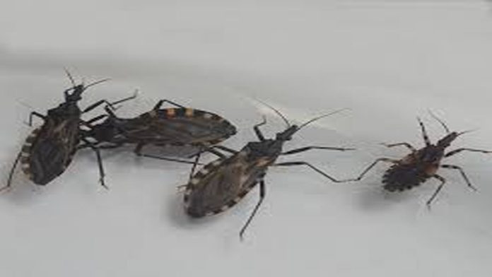 Este insecto puede poner tu vida en riesgo