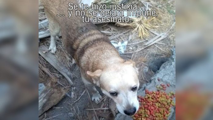 Por primera vez en México un hombre va a prisión por matar un perro