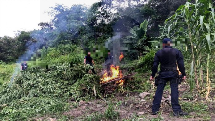Destruyen Policía Michoacán y Municipal más de 3 mil plantas de marihuana, en Tuzantla