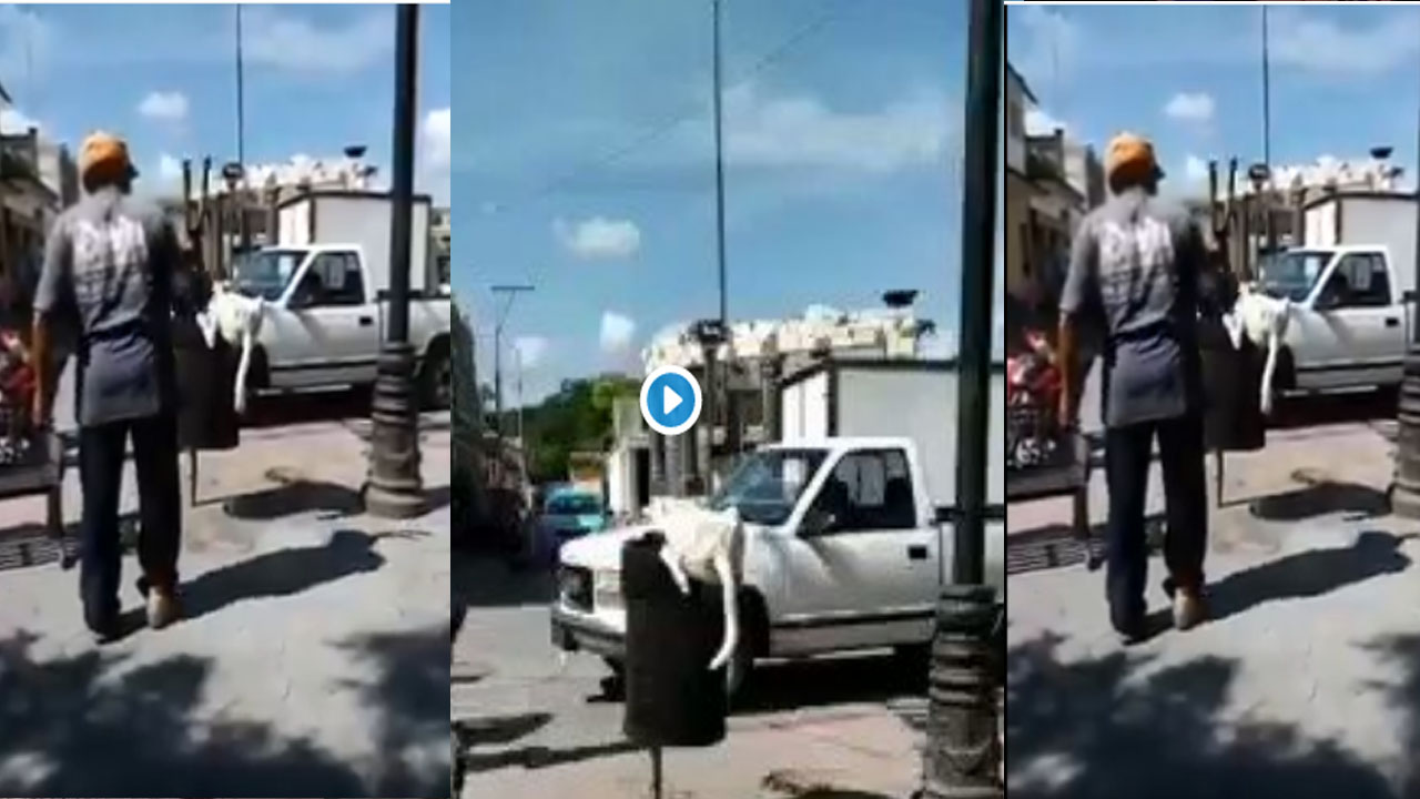 Denuncian a hombre que le cortó la cola a un perro con unas tijeras Denuncian a hombre que le cortó la cola a un perro con unas tijeras