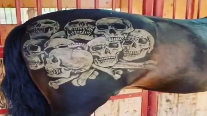 Pepe Aguilar es atacado en redes por presuntamente tatuar a su caballo