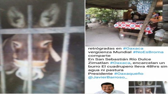 Policías arrestan a burro en Oaxaca; pasa 48 horas sin agua ni alimento