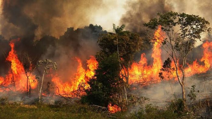 Video: Así el fuego consume la Amazonía; lleva 16 días de incendios