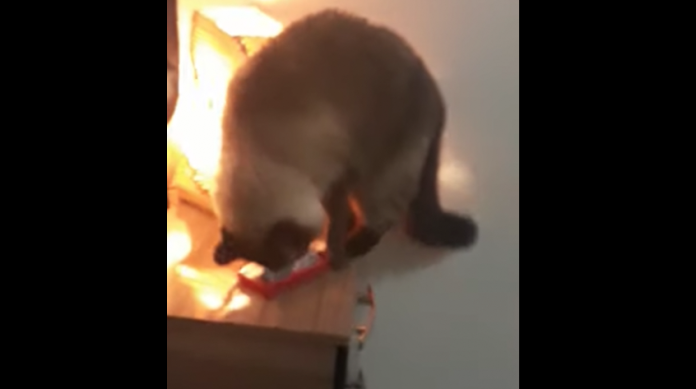 VIDEO: Descubre que se quedaba dormida porque su gato apagaba la alarma