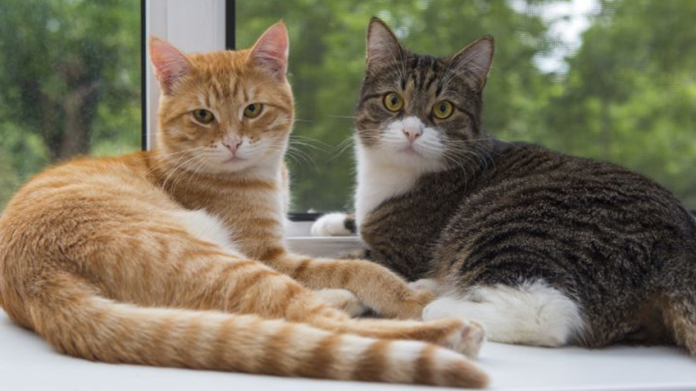 VIDEO: Conoce el nuevo modus operandi para robar casas en el que utilizan gatos