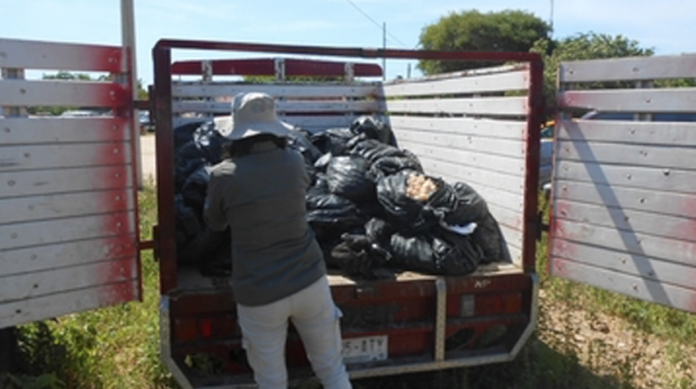 Aseguran 46, 700 huevos de tortuga marina en Oaxaca