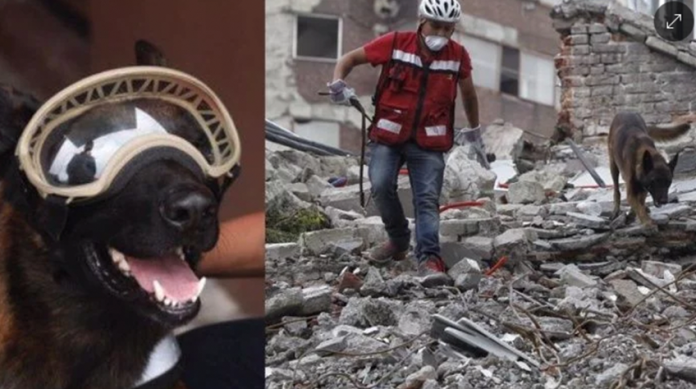 Fallece “Chichí”; rescató a 11 personas en el terremoto del 19-S