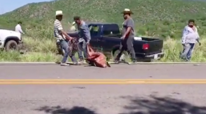VIDEO: Vuelca tráiler con 150 cerdos y pobladores los roban
