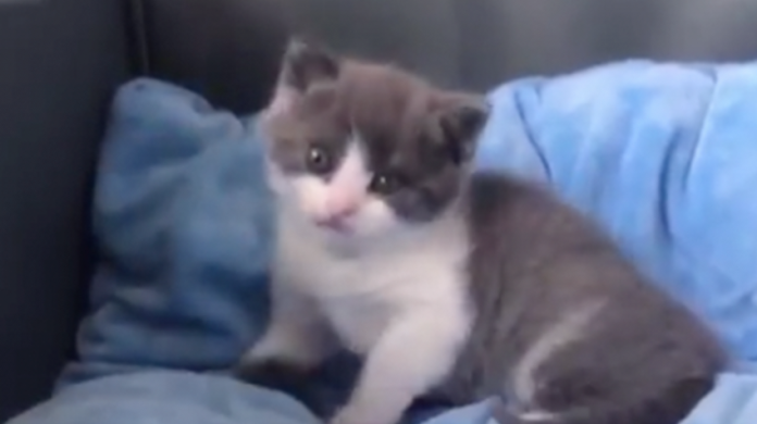 VIDEO: Conoce al primer gato clonado del mundo