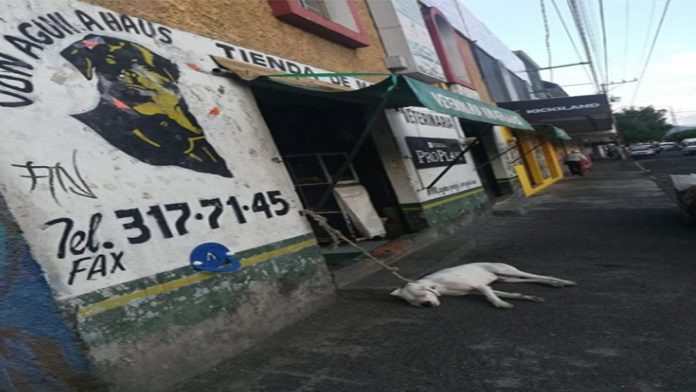 Denuncian veterinaria de Morelia por maltrato animal