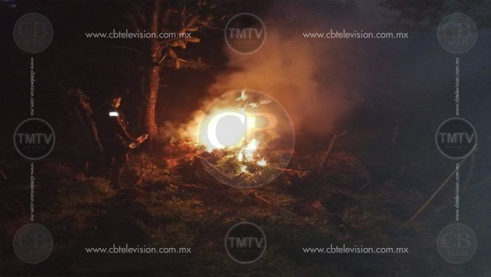 Asegura SSP más de 300 plantas de marihuana, en Zacapu