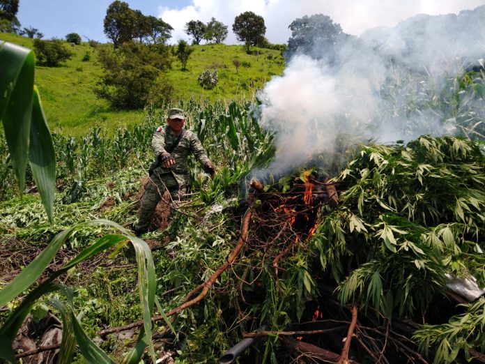 Ejército Mexicano asegura 17 plantíos de marihuana en Tzitzio