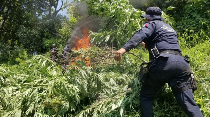 Más de 7 mil plantas de marihuana destruidas por la policía