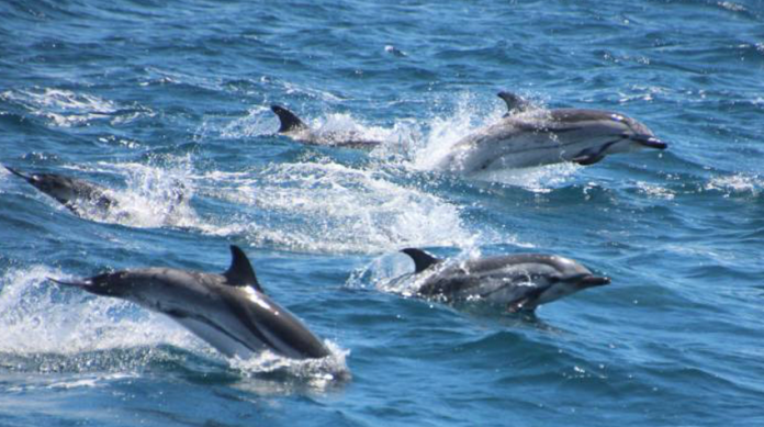Japón vuelve a permitir la caza de delfines