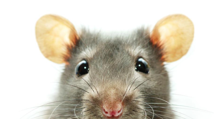 Estudio comprueba que las ratas aprenden a jugar a las escondida