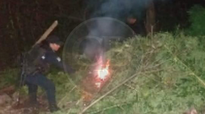 Policía Michoacán destruye 200 plantas de marihuana en Charo