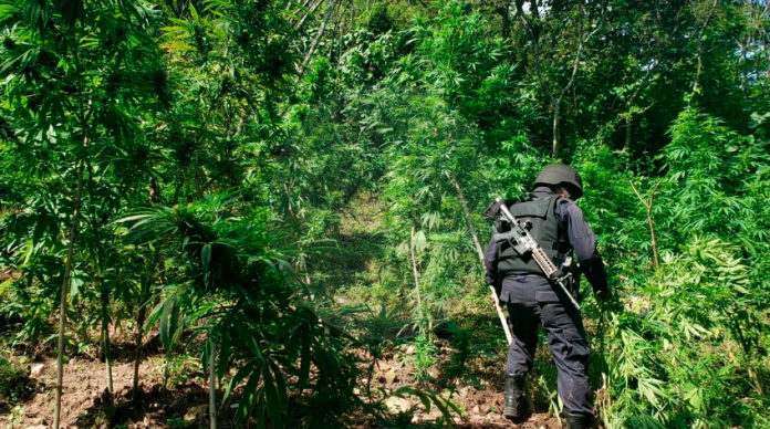 Destruyen más de 3 mil plantas de marihuana en Charo