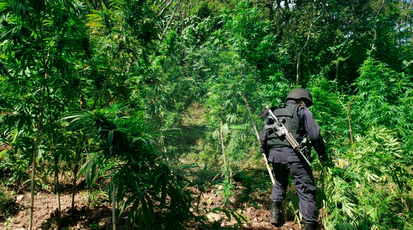 Destruyen más de 3 mil plantas de marihuana en Charo Destruyen más de 3 mil plantas de marihuana en Charo