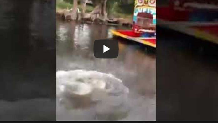 Video: Remeros de Xochimilco se burlan de la muerte de “Chema”