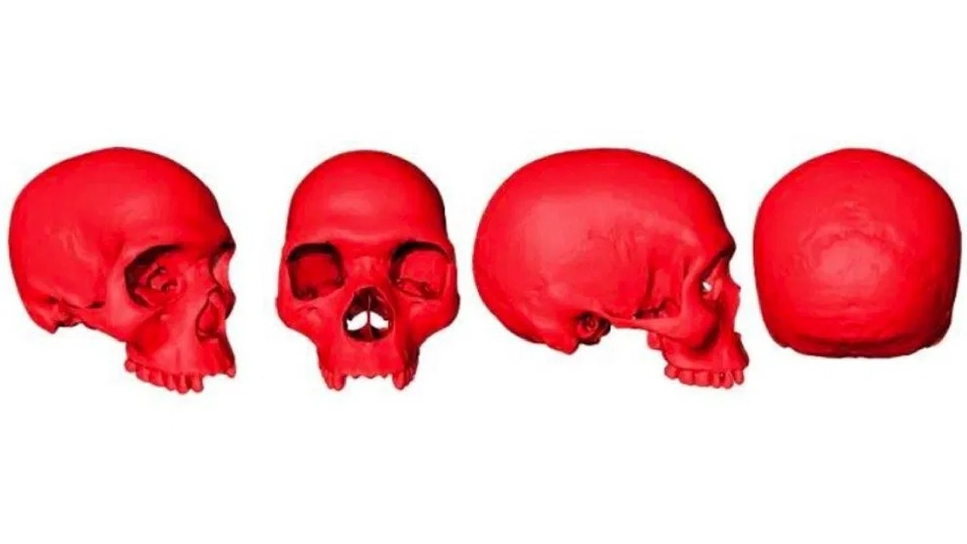 Reconstruyen virtualmente cráneo del ancestro del Homo Sapiens Reconstruyen virtualmente cráneo del ancestro del Homo Sapiens
