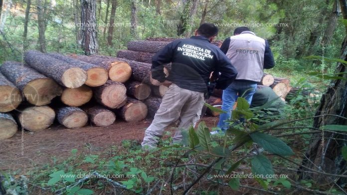 FGR investiga delito contra medio ambiente en Uruapan 