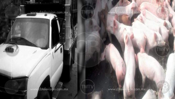 Comuneros hacen labores policiales y recuperan camioneta con 50 lechones