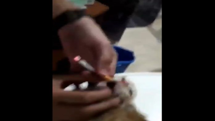 Video: Denuncian a jóvenes que obligan a un gatito a fumar