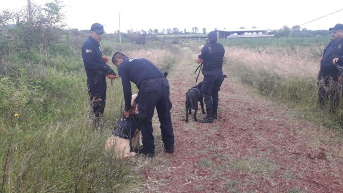 Unidad Canina busca a reo que escapó del Cereso La Piedad