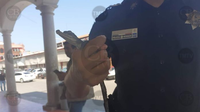 Lo arrestan por transportar un cocodrilo en la vía pública