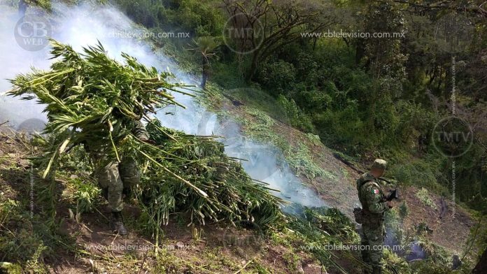 Destruye Sedena plantío de marihuana en Villa Madero