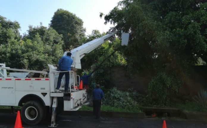 Se realizaron podas preventivas en principales calles y avenidas de Uruapan