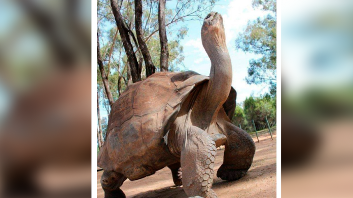 La tortuga más vieja de África muere a los 344 años