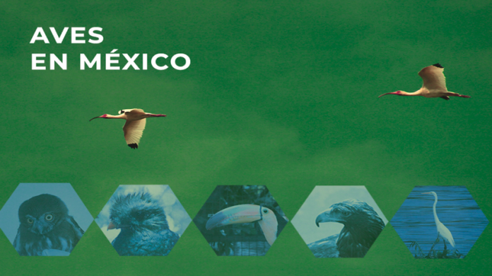 La Relevancia de las aves en México