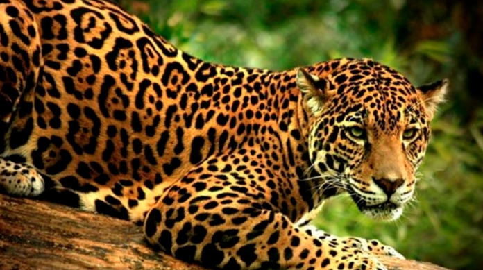 Propone Profepa tipificar el tráfico ilegal del jaguar como delito grave